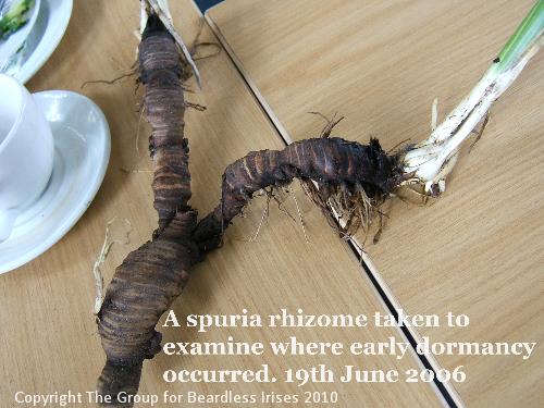 Rhizomes for examination - where early dormancy occured 19.6